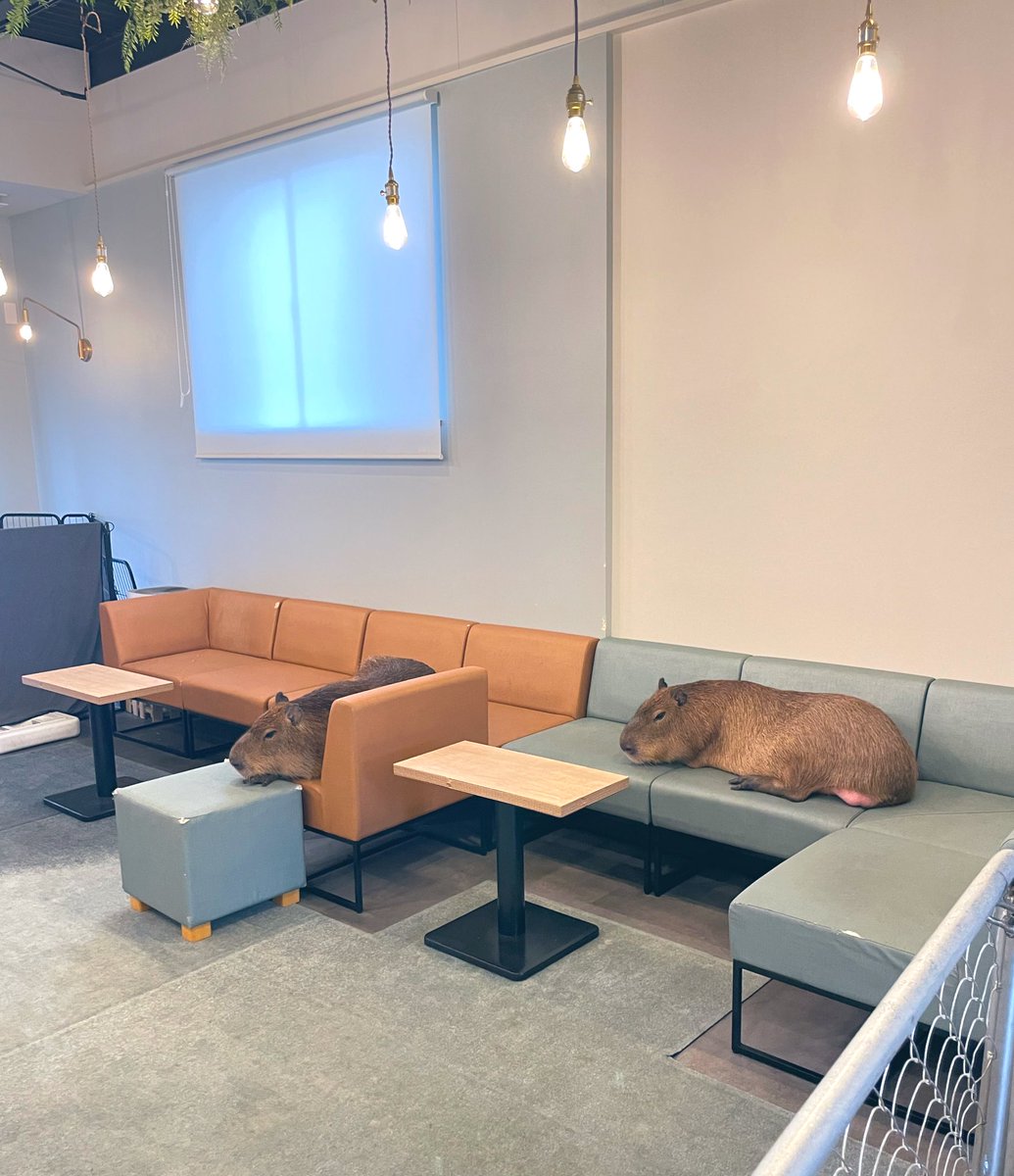 明日（土）は10:00オープンです。よろしくお願いいたします!

cspace.co.jp/reservation/

Tomorrow(SAT), our capybara cafe opens at 10:00. Near by #Asakusa and the #TokyoSkytree area.
#カピバラ #カピバラカフェ #capybara  #capybaracafe #墨田区 #東京　#tokyo #cafe #カフェ #cafecapyba