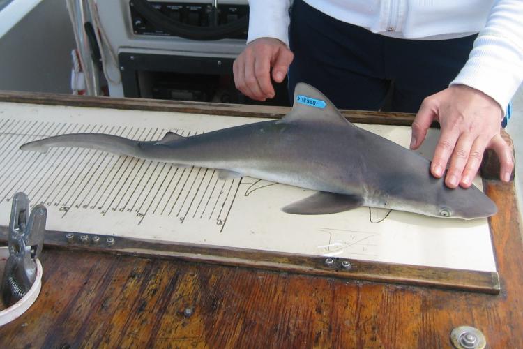 Michelle Passerotti (@shellspc) was chief scientist during our 2024 Coastal Shark Bottom Longline Survey. She wrote a blog about the survey, why it’s valuable, that they’ve tagged nearly 11K sharks in 35yrs, notable catches this year, and more: bit.ly/4adKkjC.