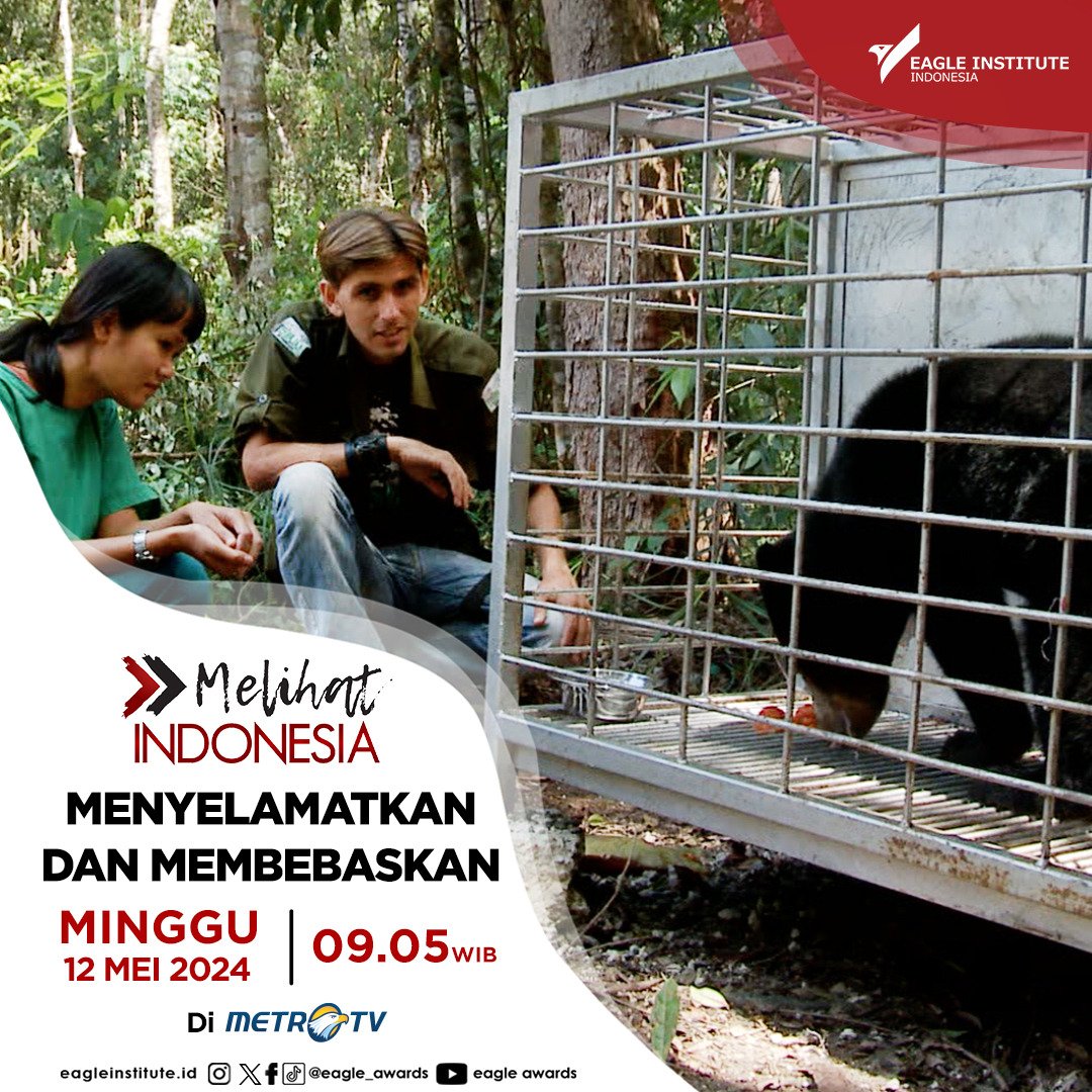 Simak upaya penyelamatan dua ekor beruang yang harus mendapatkan penanganan medis oleh Chanee dan tim Kalaweit yang bekerjasama dengan Balai Konservasi Sumber Daya Alam Sumatra Barat di #MELIHATINDONESIAMETROTV 'Menyelamatkan dan Membebaskan' hari Minggu (12/5) pukul 09.05 WIB.