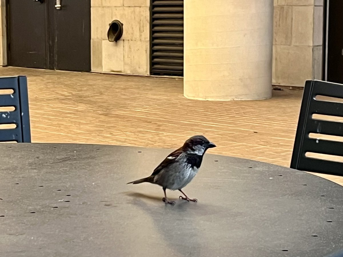 Bird having beef with the Friday coffee club