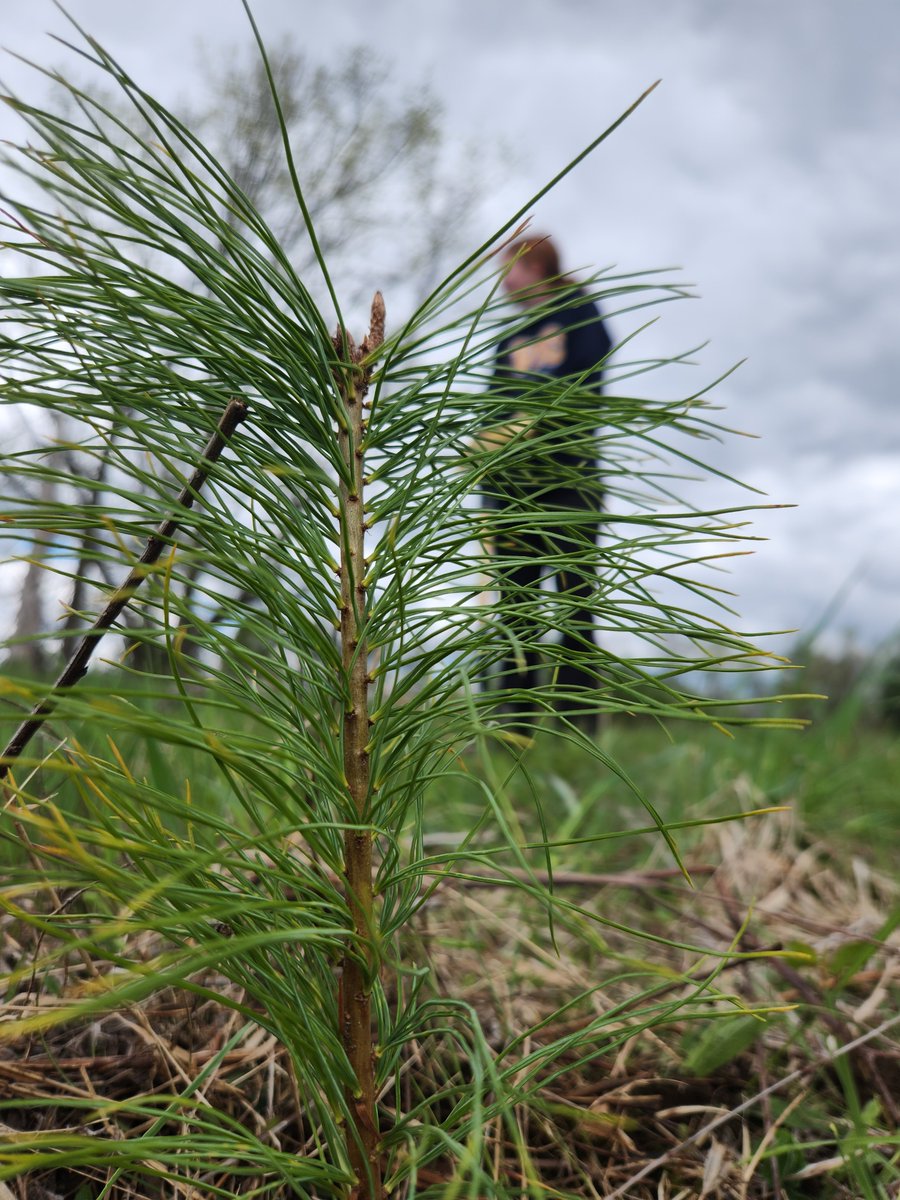 OCDSB Outdoor Centres (@ocdsboec) on Twitter photo This week, #SHSM students from <a href="/WoodroffeHS/">WoodroffeHighSchool</a> & <a href="/NHS90/">Nepean High School</a> planted over 1,120 trees within the <a href="/OCDSB/">OCDSB</a> 507 acre outdoor classroom. These trees were funded by the <a href="/OCDSB/">OCDSB</a> & provided by the <a href="/RideauValleyCA/">RVCA</a> . For the next 5 years, 1,000 trees will be planted annually inside <a href="/OCDSBoec/">OCDSB Outdoor Centres</a> This week, #SHSM students from <a href="/WoodroffeHS/">WoodroffeHighSchool</a> & <a href="/NHS90/">Nepean High School</a> planted over 1,120 trees within the <a href="/OCDSB/">OCDSB</a> 507 acre outdoor classroom. These trees were funded by the <a href="/OCDSB/">OCDSB</a> & provided by the <a href="/RideauValleyCA/">RVCA</a> . For the next 5 years, 1,000 trees will be planted annually inside <a href="/OCDSBoec/">OCDSB Outdoor Centres</a>