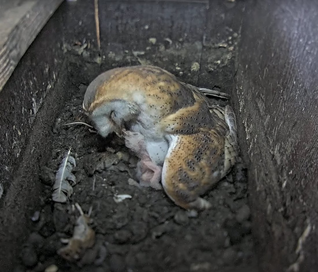 Have you taken a peek at our barn owl webcam recently? 🦉 There are now FOUR owlets in the nesting box! 👇 somersetwildlife.org/swtbarnowls #Somerset #Wildlife #BarnOwls