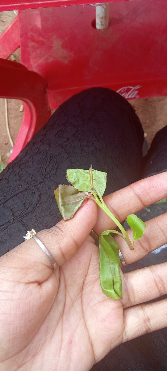 Mamushkhaimuna's tweet image. #TreePlantingDay