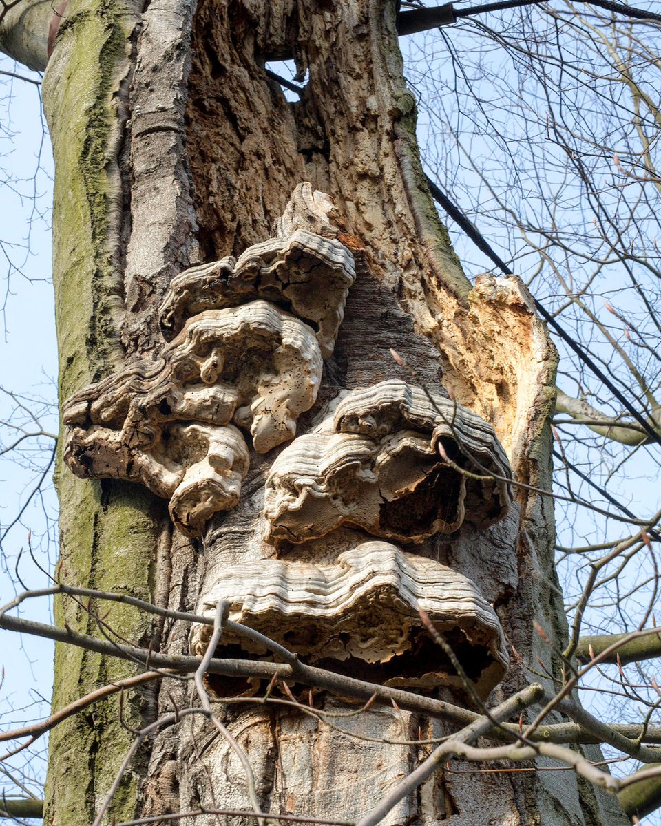 Want to health check a tree? Look out for... 🍂 Thinning and discoloured leaves 🌳 Crown die back and dead wood 🌲 Trunk cracks, cavities and wounds 🍄 Bracket fungi such as Ganoderma Learn more: ow.ly/BGfS50OkGSO #PlantHealhWeek