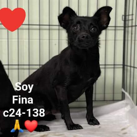 Albergue Bañaderos Gran Canaria 

ENTRADA NUEVA 

FINA c24-138

FINA es una mestiza Ratonera de tamaño pequeño.
Es simpática, sociable Y necesita el calor de una familia
#adopta 
#grancanaria 

SI QUIERES CONOCER O ADOPTAR, PINCHA EL ENLACE Y PIDE CITA 👇

albergueanimalesgrancanaria.com/animal/c24-138