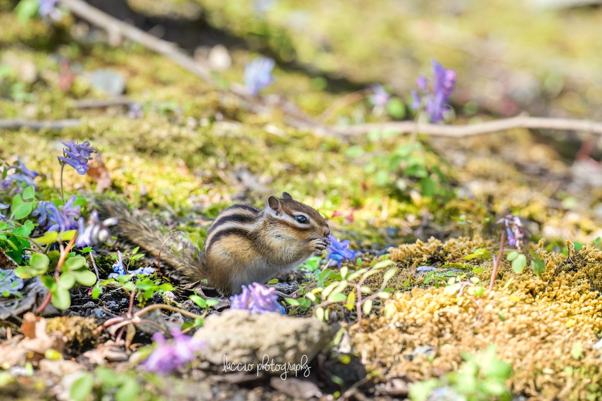 春の訪れを告げるエゾエンゴサクと冬眠からあけたエゾシマリスは食欲旺盛🐿️ 明日から来週にかけて、また撮影で忙しくなります。笑顔忘れずに頑張りたいと思います💪