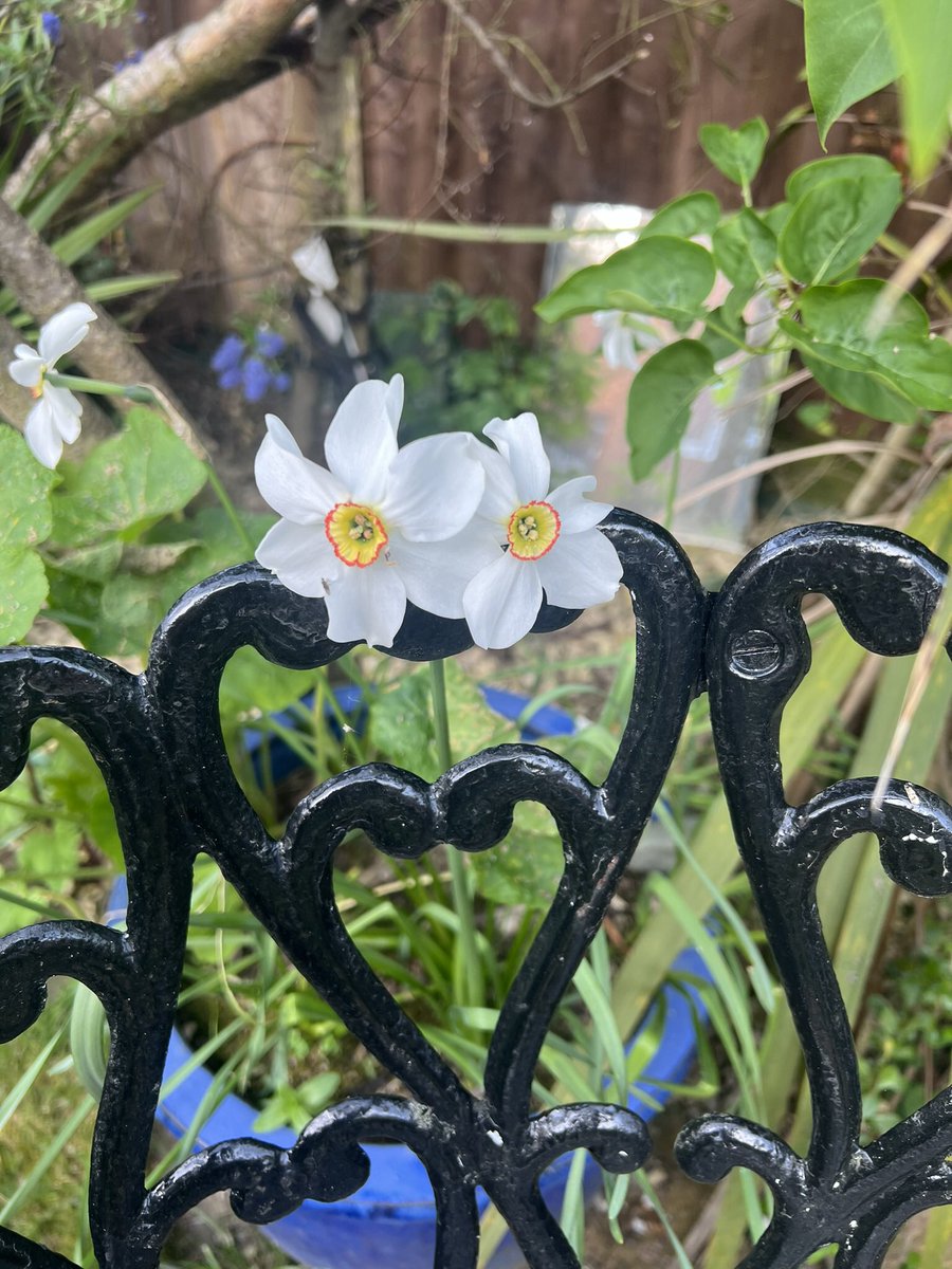 #Fridayfeeling…. Two little daffodils feeling the love 💗