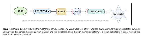 Now we need to work out what is the mystery receptor "x"...?!
🤩and how this fits in with the immunomodulatory properties of #cannabinoids