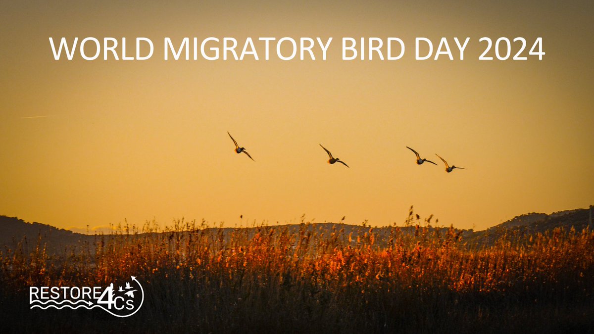 Today #RESTORE4Cs celebrates #WorldMigratoryBirdDay with a beautiful sunset shot at the Marjal dels Moros, the site of the Spanish Case Pilot identified as #ValencianWetlands 🌄🦆 #R4Cs #HorizonEU #Wetlands #CoastalWetlands #RestoreWetlands 📷 by @unisalento | @LifeWatchERIC