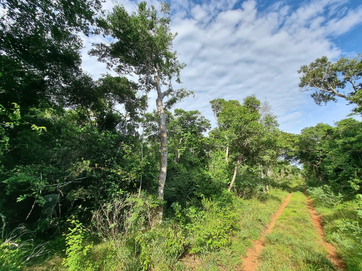 A beautiful day in Arabuko Sokoke Forest, Kenya.
Contact us today for amazing birding tours in Kenya.
cisticolatours.com