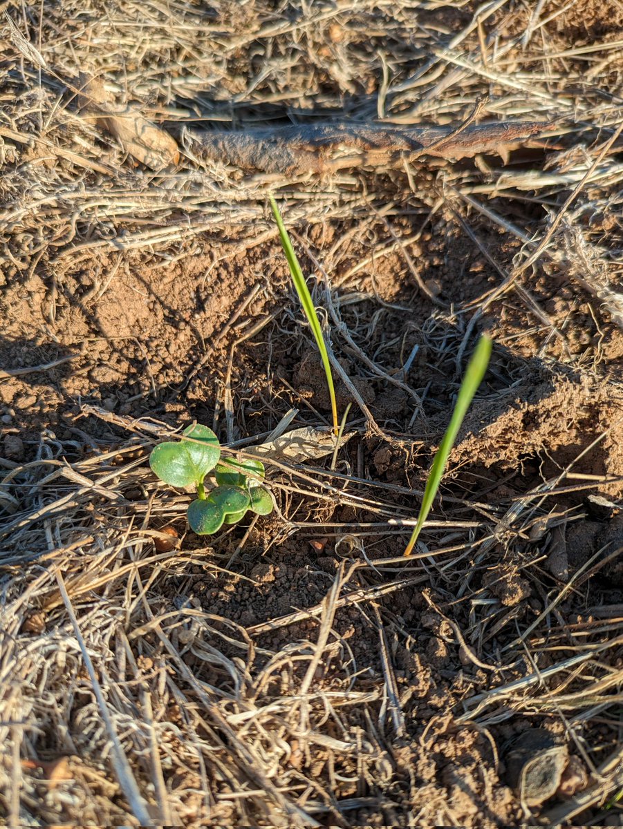 The cover crop has somehow found enough moisture to germinate. Good effort I reckon.