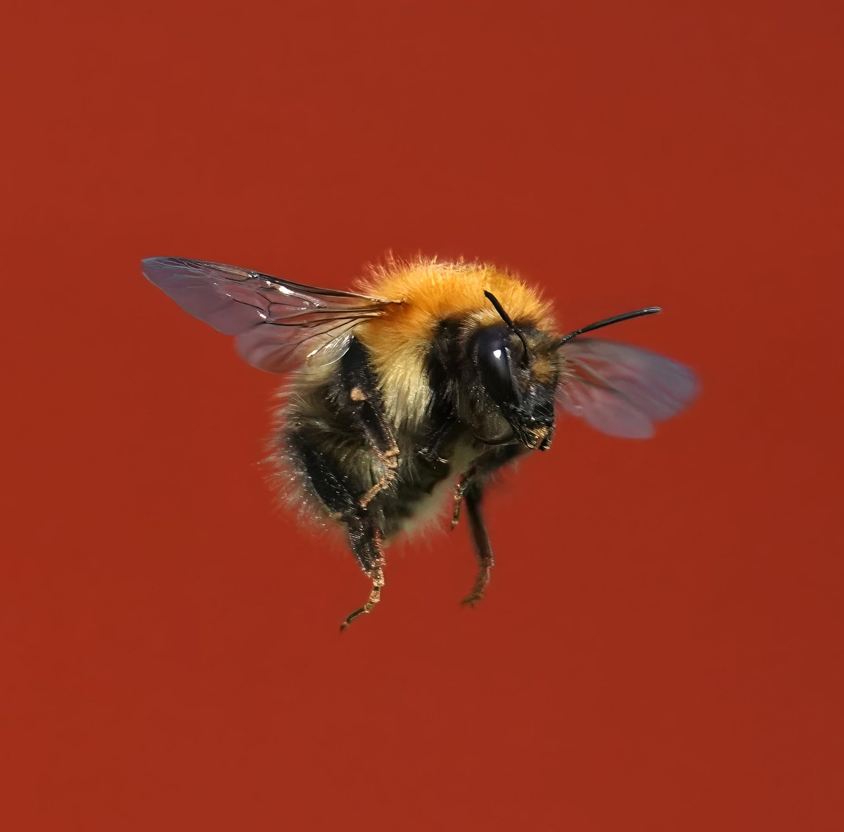 Morning folks and a very happy #Flyday to you. Another shot of the bee (the only other ok one 🤣) from the garden the other day. Plans for a barbie with friends this avo if....IF, the sun behaves ☀️🤞 #bee #temptingfate #TwitterNatureCommunity #TwitterNaturePhotography…