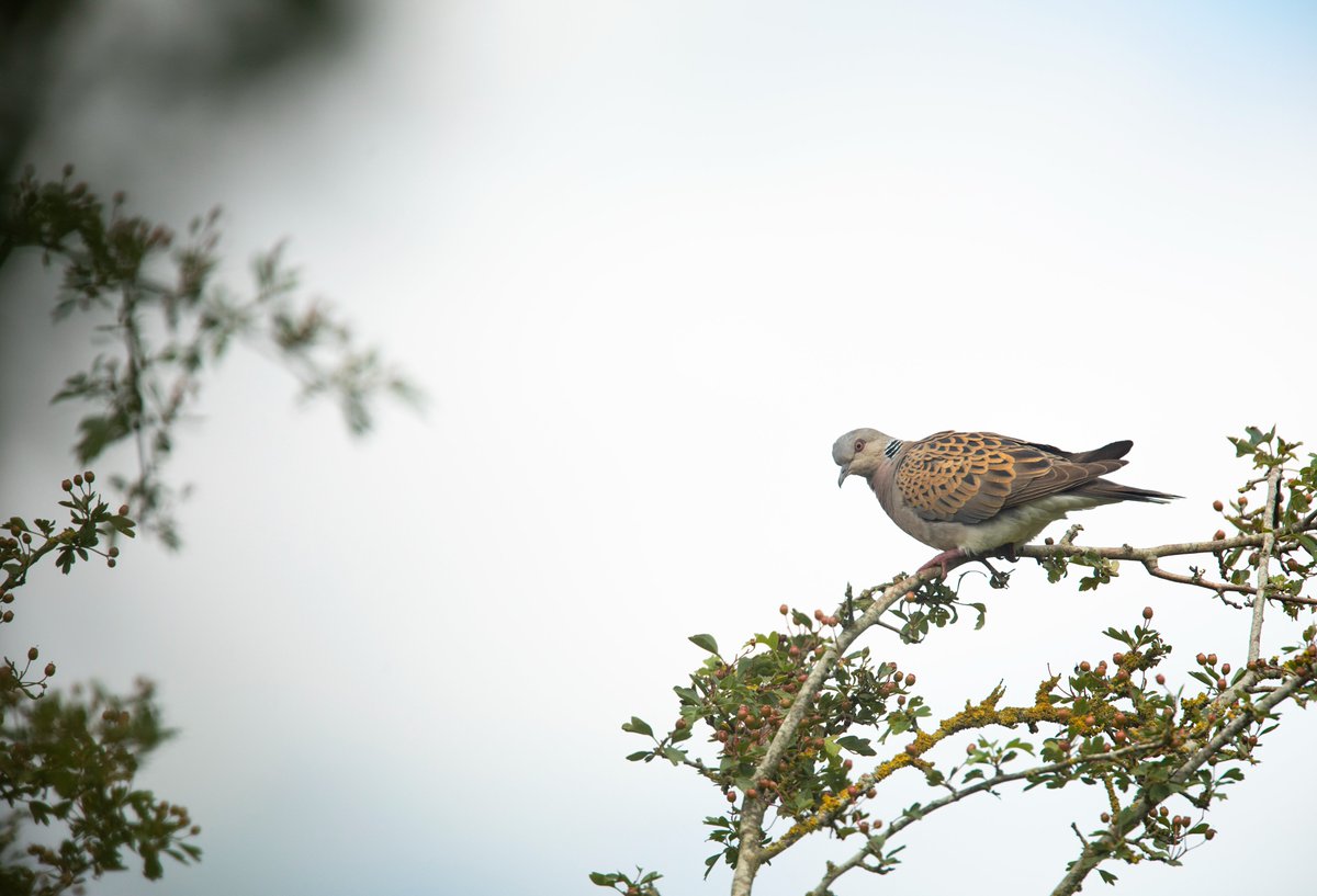 #FarmWildlife_spotlight_species 33: Turtle Dove. The Turtle Dove is the UK’s fastest declining bird. We have lost 39/40 Turtle Doves since 1995 with just about 2,000 pairs left🧵@SaveTurtleDoves