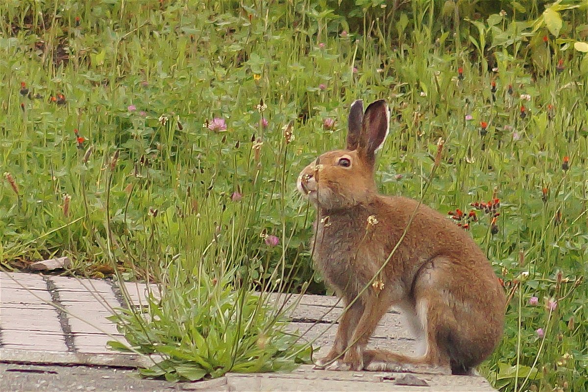 週刊エゾユキウサギ　2024/5/10
#札幌市 #wildlife #animals #エゾユキウサギ
雑草お花畑のユキウサギ