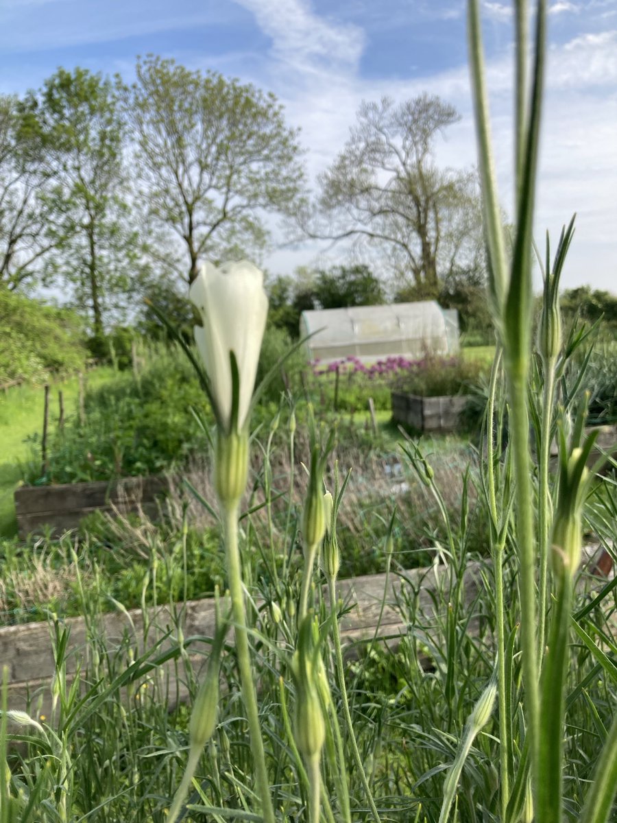 First Corncockle of the Year! I have lots of flowers here!!!! Allium in the background! 🌷🌷🌷#britishflowers