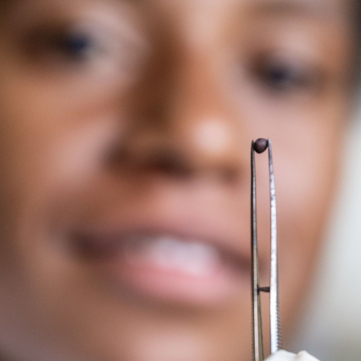 CropTrust's tweet photo. More than 1,750 #genebanks – national, regional and international – around the world conserve about 7.4 million samples of #cropdiversity. 

The most important use of this diversity is to prepare crops to cope with future challenges. 

Learn more ➡️ https://t.co/c4aSxzjZIY https://t.co/Aeg0WSsN9C