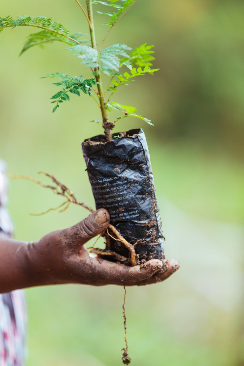 Happy National Tree Growing Day to our #Kenya colleagues and partners! 🌱

“When we plant trees, we plant the seeds of peace and seeds of hope. We also secure the future for our children.” ―#WangariMaathai