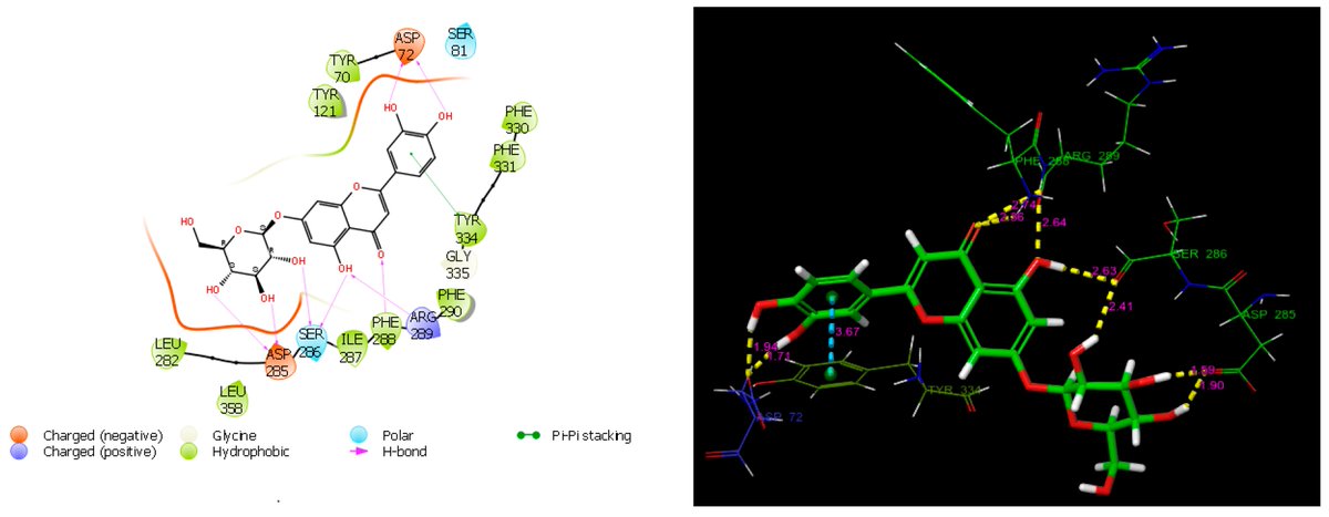 📢Highly cited paper 📚 Some Bioactivities of Isolated Apigenin-7-O-glucoside and Luteolin-7-O-glucoside 🔗 mdpi.com/2076-3417/13/3… @MDPIOpenAccess @EncyclopediaMD1 @MDPIEngineering