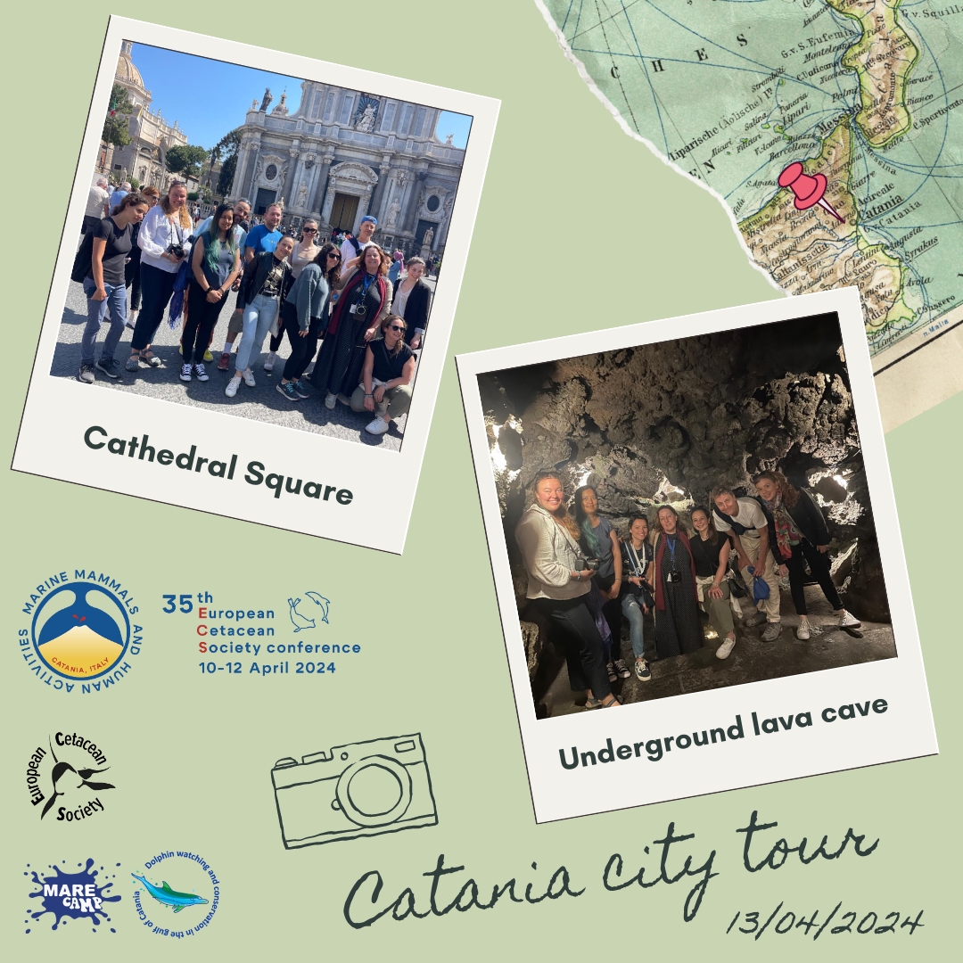 European Cetacean Society (@eurocetsoc) on Twitter photo On Saturday morning, the participants of the #35ECSconference took an exciting tour along the beautiful streets of the historical city centre of Catania. Many thanks to Prof. Maria Teresa Nucifora from our collaborator Politecnico del Mare "Duca degli Abruzzi"!
<a href="/Marecamp_CT/">Marecamp association</a> On Saturday morning, the participants of the #35ECSconference took an exciting tour along the beautiful streets of the historical city centre of Catania. Many thanks to Prof. Maria Teresa Nucifora from our collaborator Politecnico del Mare "Duca degli Abruzzi"!
<a href="/Marecamp_CT/">Marecamp association</a>