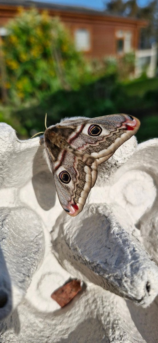 Nice surprise this morning in the trap with this beautiful Emperor Moth. What a stunner. #moths #entomology #ukwildlife