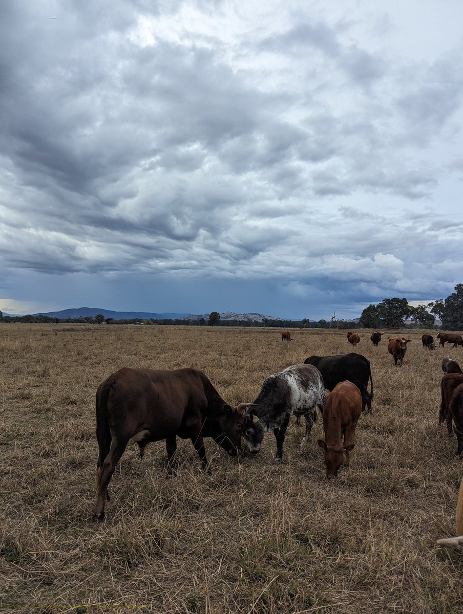 The 3 animals in the front of the pic are maternal brothers (all Nguni)