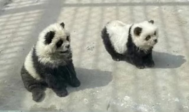 A zoo in China's Taizhou city unveiled a new exhibition on May 1, featuring 'panda dogs', which later turned out to be Chow Chow dogs dyed black and white to resemble pandas. The authorities at the zoo were heavily slammed after videos of the dogs were shared on social media.