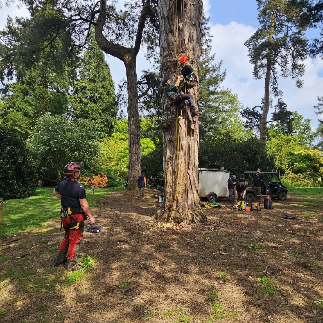 On Tuesday we hosted climbing arborists from @WestonbirtArb and @Kewgardens for a joint aerial rescue training day. The three teams were represented by 12 climbers in total, who spent the day sharing knowledge and performing aerial rescues using a range of rescue techniques.