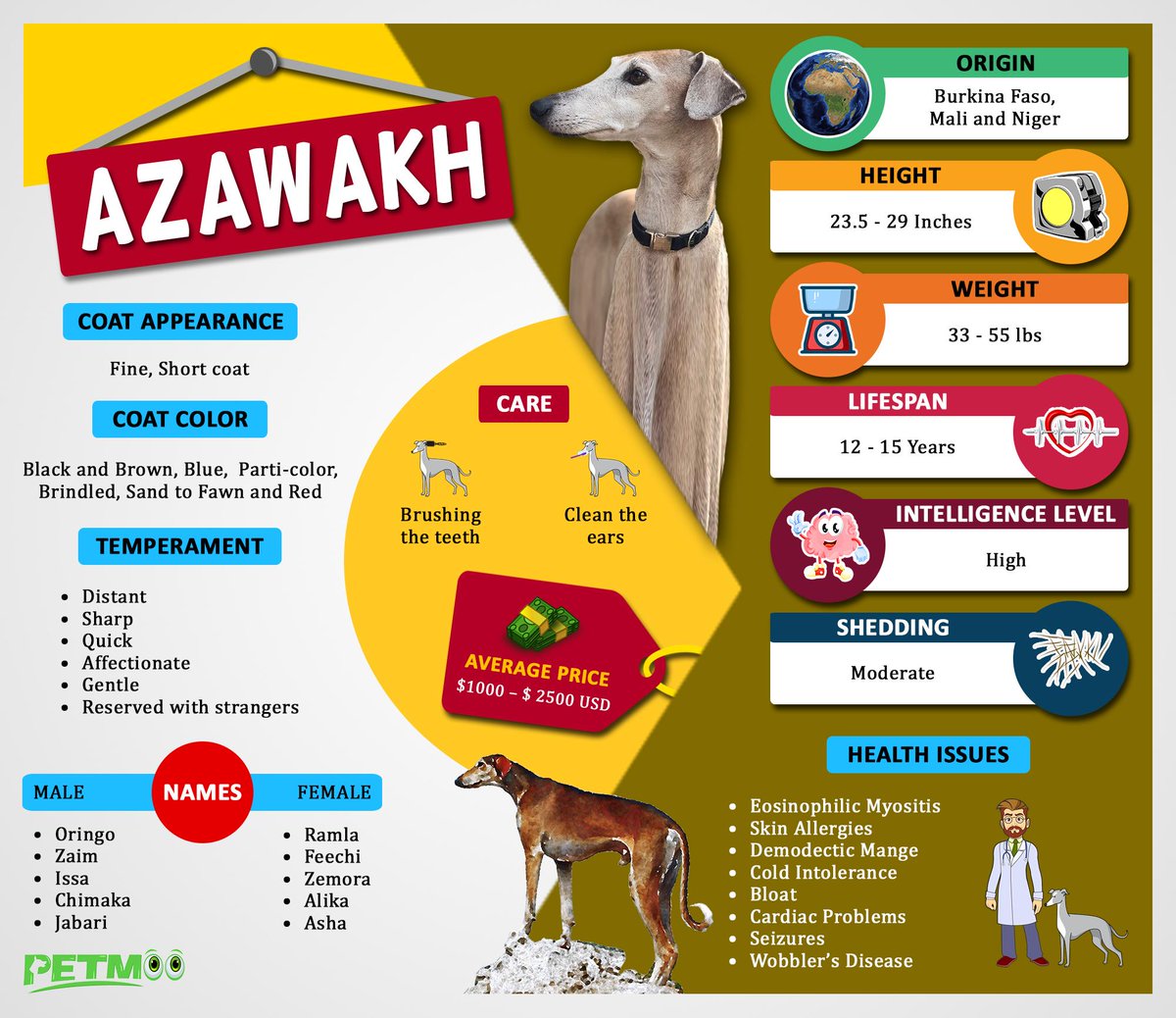 Azawakh Infographic
#petmoo #pets #dogs #dogbreeds #doginfographic #azawakhinfographic