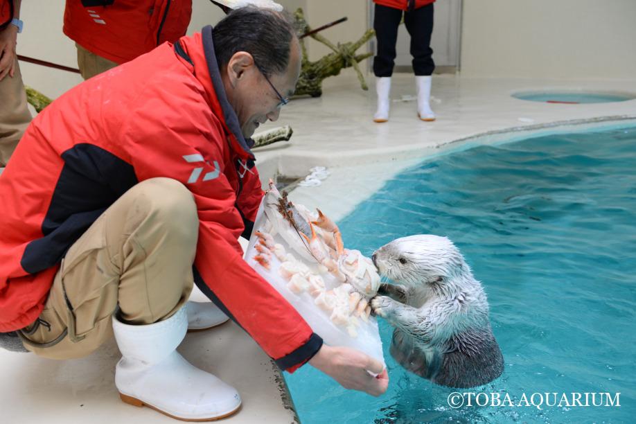 TOBA_AQUARIUM's tweet photo. 祝！２０歳！！！:５月９日、ラッコのメイちゃんが２０歳になりました！当日はライブ配信も行い、水族館に来て下さった方はもちろん本当にたくさんのお客様にお祝いをしていただきました(*^^*)メイちゃんにも届いているといいな～。記念すべき２０歳ということで、今回の https://t.co/MlZiw8x2Qq https://t.co/wrTW9lWdSG