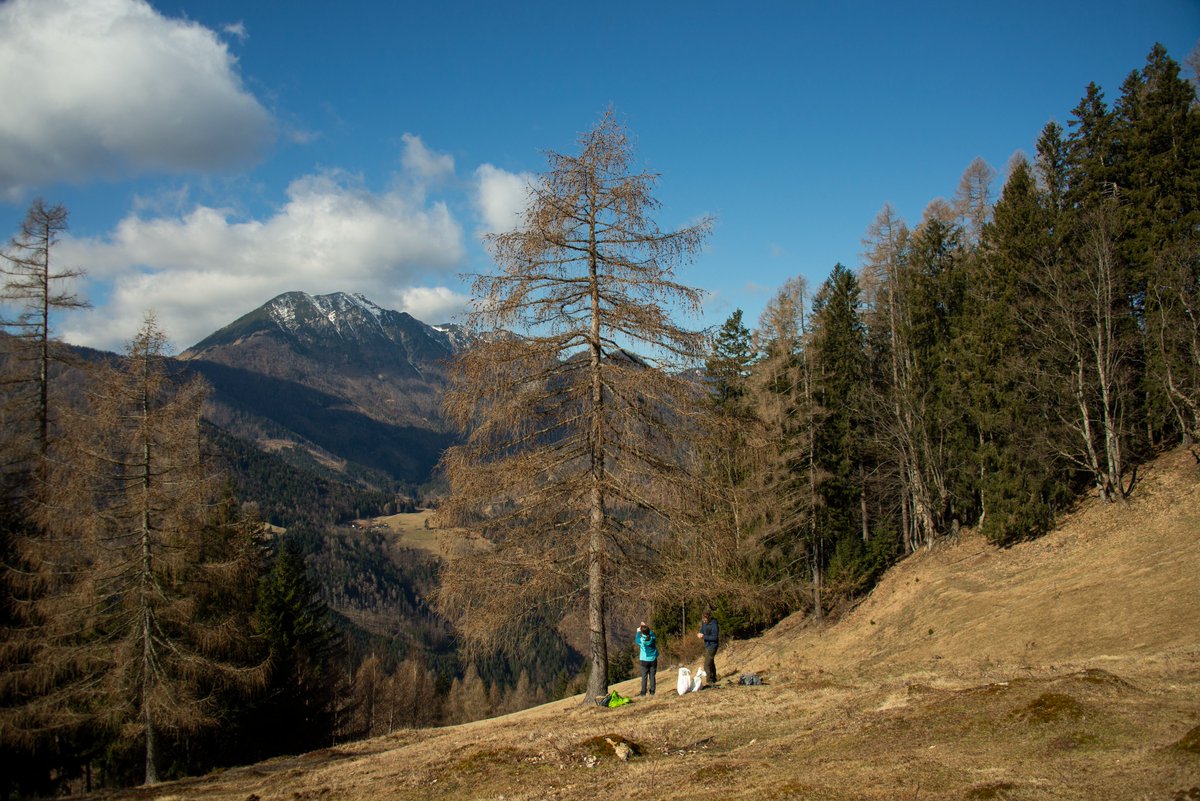 🌳 What species are targeted in the #OptFORESTS seed collection efforts? Explore the diverse tree species and climates involved & learn how these collections contribute to understanding #climatechange adaptation in forests 🌱#HorizonEU optforests.eu/news-and-media…