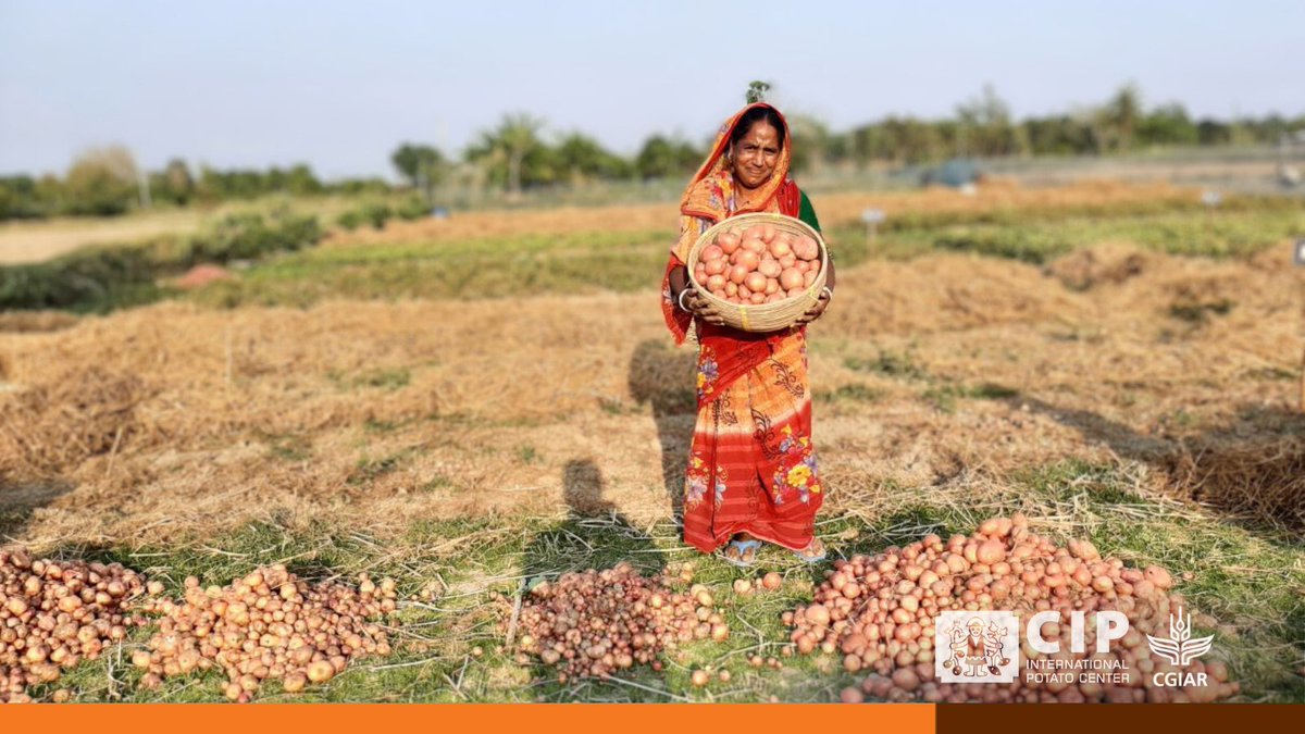 International Potato Center tweet media
