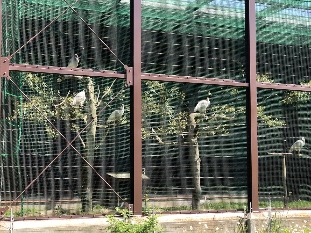MAX02529942's tweet photo. 社員旅行で佐渡ヶ島に来た🦖🔥 https://t.co/j5fE0btH9u