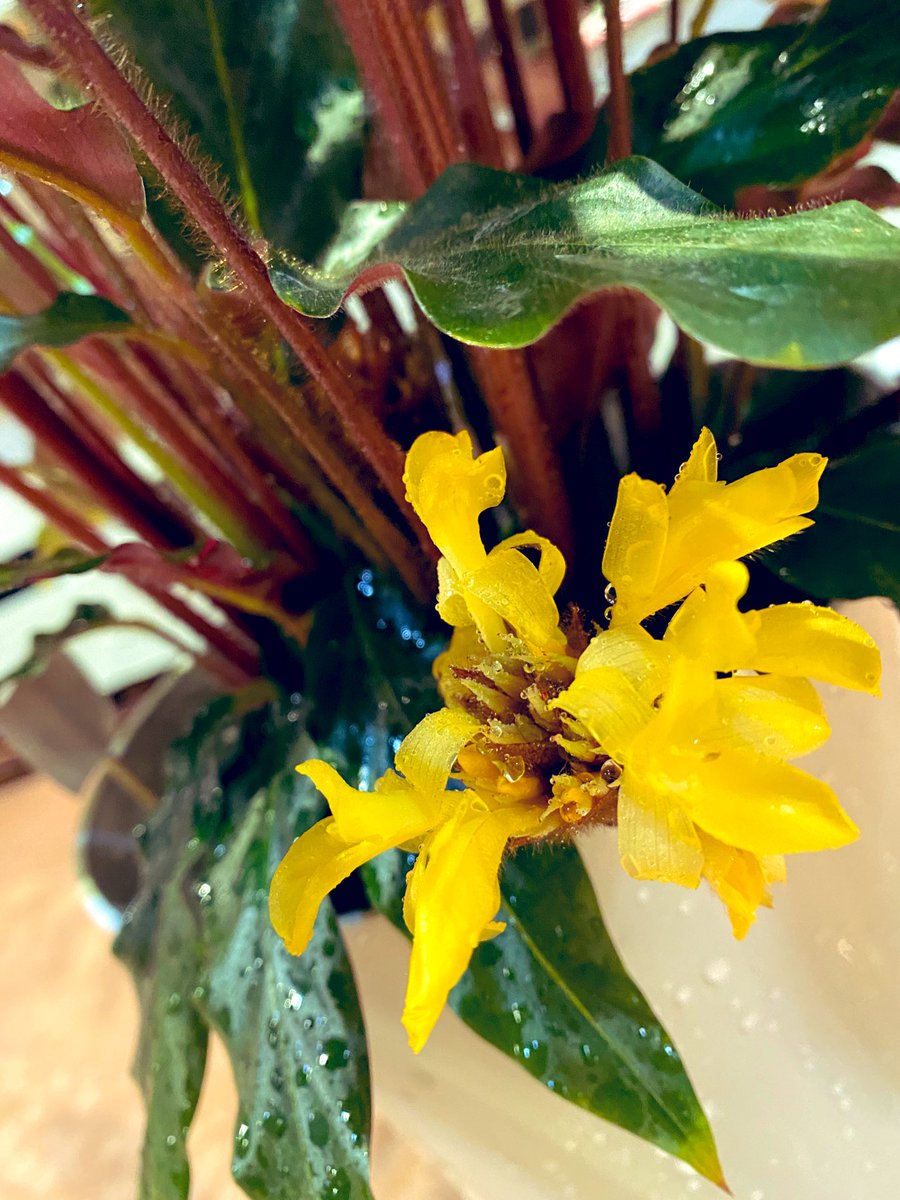 SKutakata's tweet photo. #カラテア　#観葉植物  お花が咲いてたよ🌼 https://t.co/JWatkMJwET