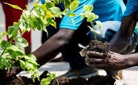 Why are we really planting trees
We are mourning the loss of the people lost during floods.
Planting trees are part of action towards climate change
Tree planting is a proactive measure to prioritize ecosystem restoration,  resilience and stability #Treeplanting