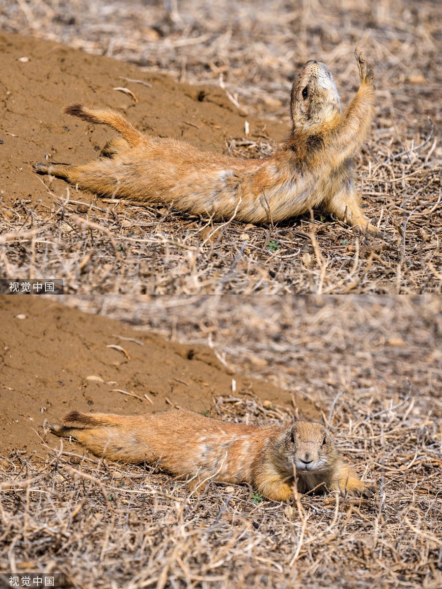 DOWNWARD DOG! This prairie dog practices its yoga poses as it gets its morning stretches in. The rodent, native to grasslands in North America, was spotted at the Rocky Mountain Arsenal National Wildlife Refuge near Denver, Colorado, USA.