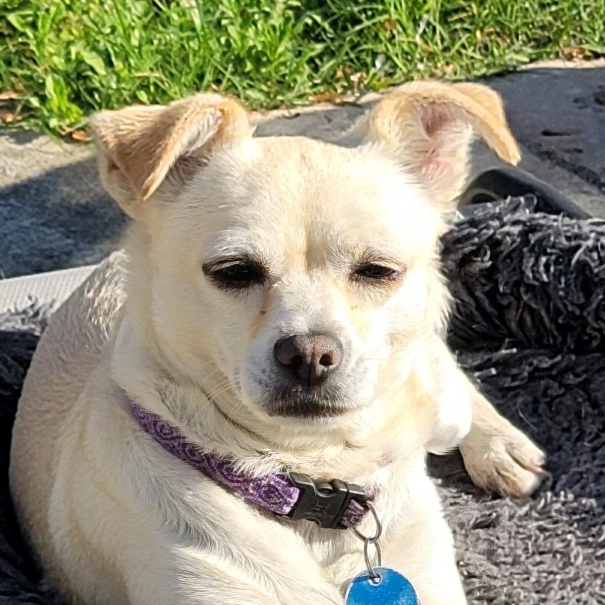yarnladee's tweet photo. @BrooksWeather Brooks, I'm awake this early because my little girl dog, Sugar, had to go potty...and she's loud! https://t.co/cK4rb0uRNA