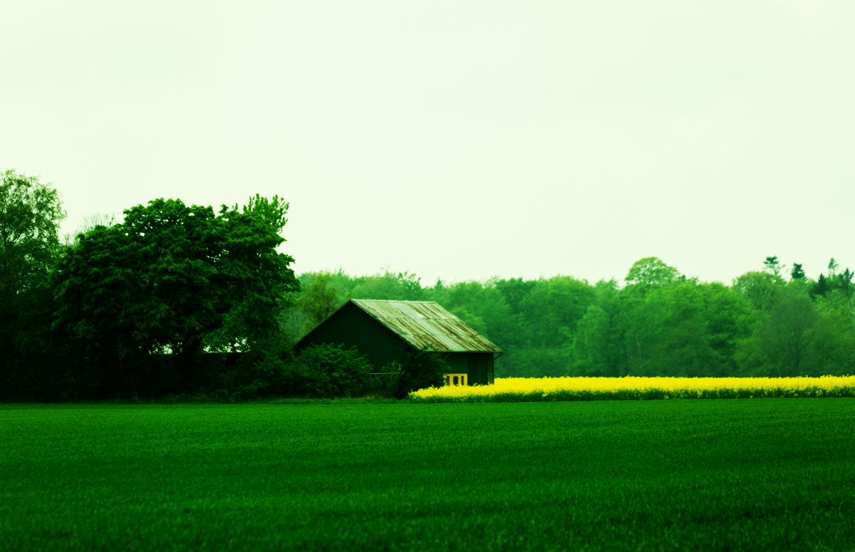 Lolland mixes spring colours into perfect scenenry. #udkantsdroemmer #denmark #danmark #lolland #nature #NaturePhotography #NatureBeauty #natur #countryfile #udkantsdanmark #rasp #field #greyday