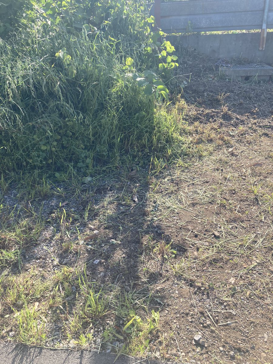 本日の草刈り作業

草🌱の量が大分増えてまいりました！