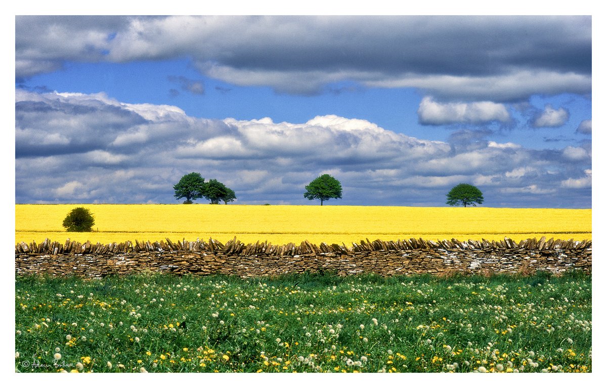 This time of year in the UK the rapeseed fields are a  reminder of the mesmerising effect of colour in nature. 

I shot this image in the Cotswolds some years ago but it remains one of my favourite ever landscapes, with the layers of grass, stone wall and yellow flowers.