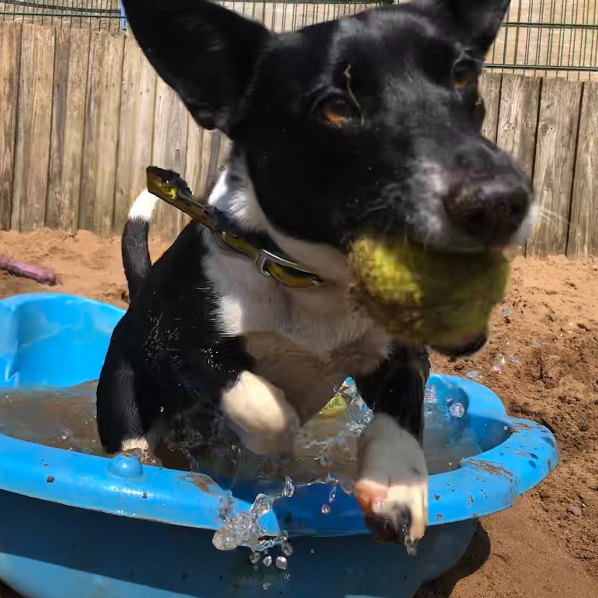 MINNIE - Keeping cool in the warm weather. ☀ She is looking for a home @Dogstrust #Ilfracombe 💛 dogstrust.org.uk/rehoming/dogs/… 🏡