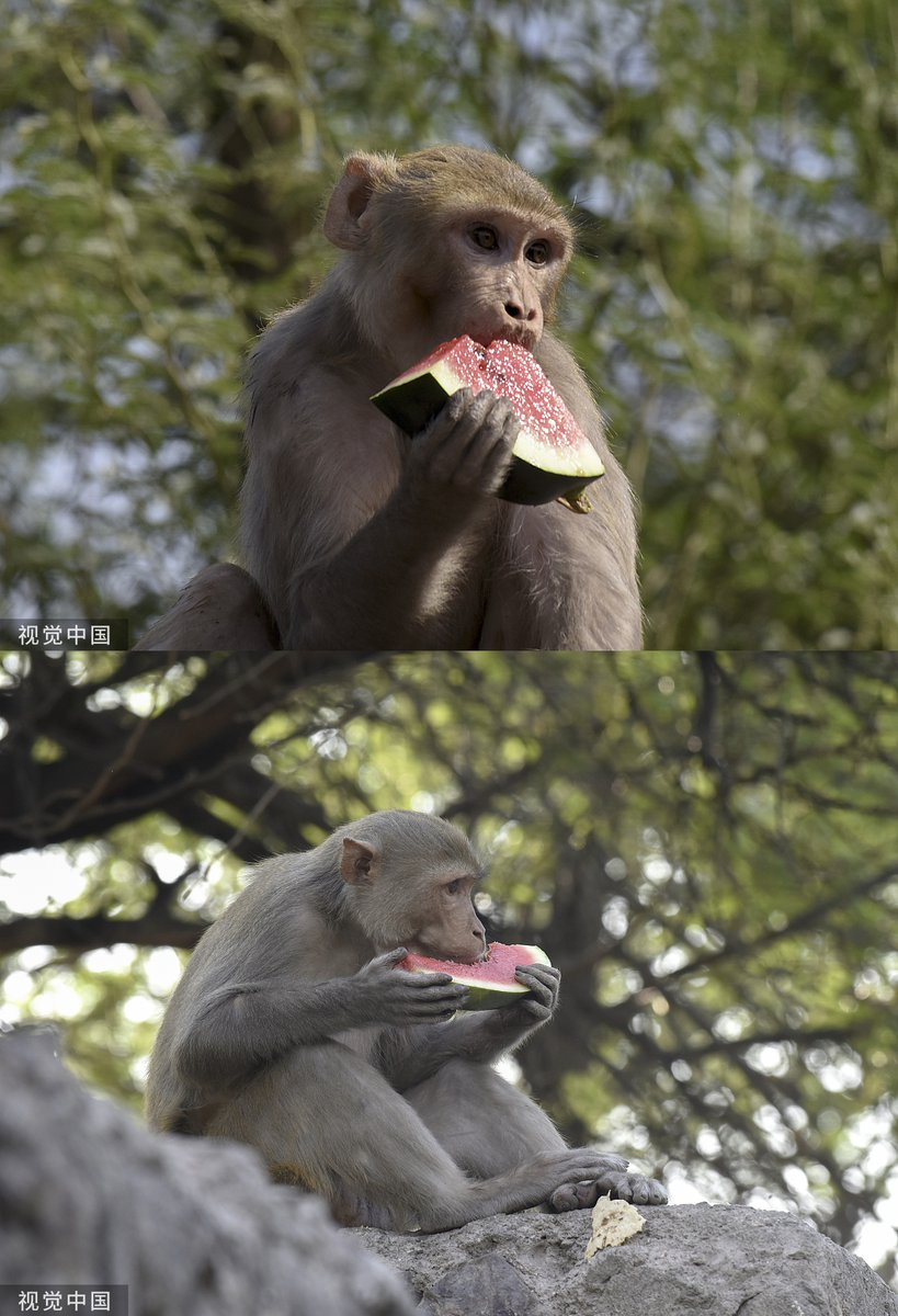 A monkey eats #watermelon, given by people, in scorching heat in New Delhi, India on April 9, 2024. Other animals and birds have also been impacted due to heat waves in India. According to the Indian Meteorological Department (IMD), the heat wave will continue.