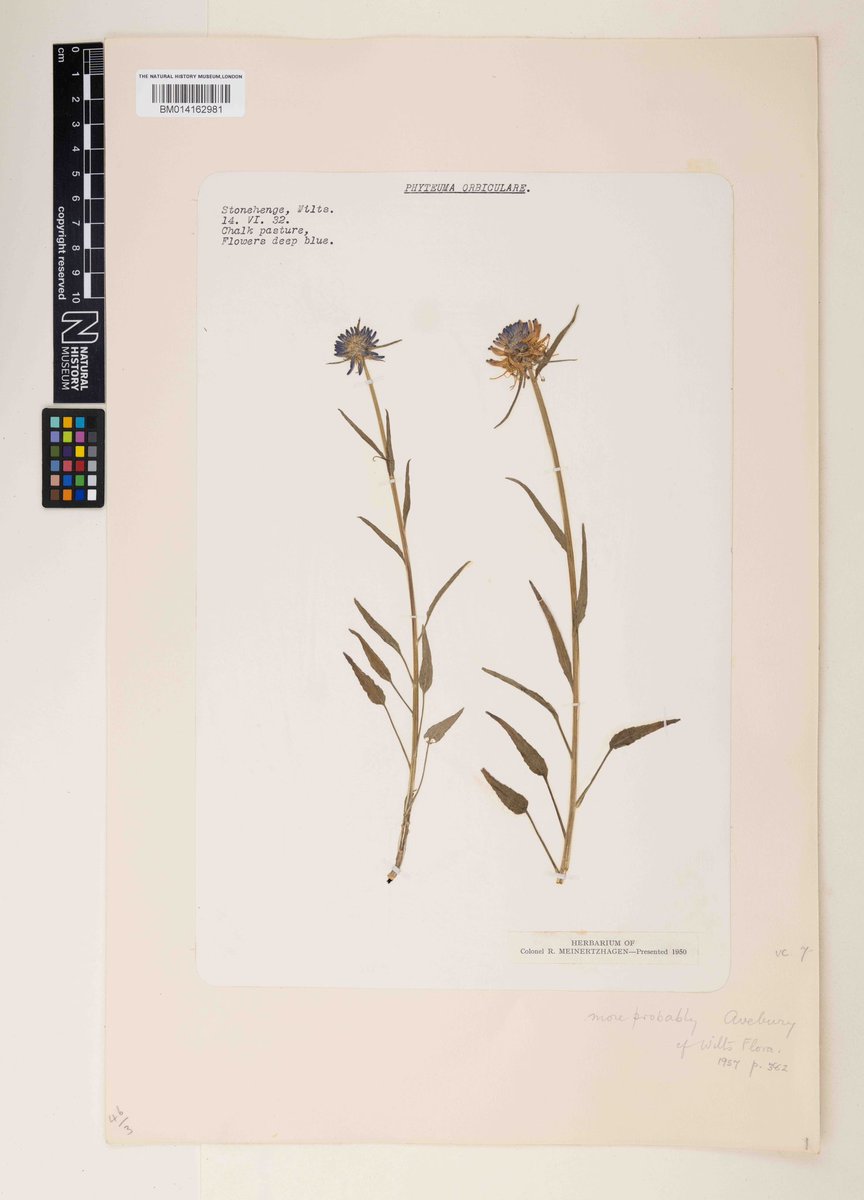 Here’s something a little different for #FindsFriday 🌿   Whilst this isn’t an archaeological find, it is a plant found on an archaeological site!   This specimen of #Asterales Phyteuma orbiculare was found in chalk pastures at #Stonehenge on the 14th June 1932