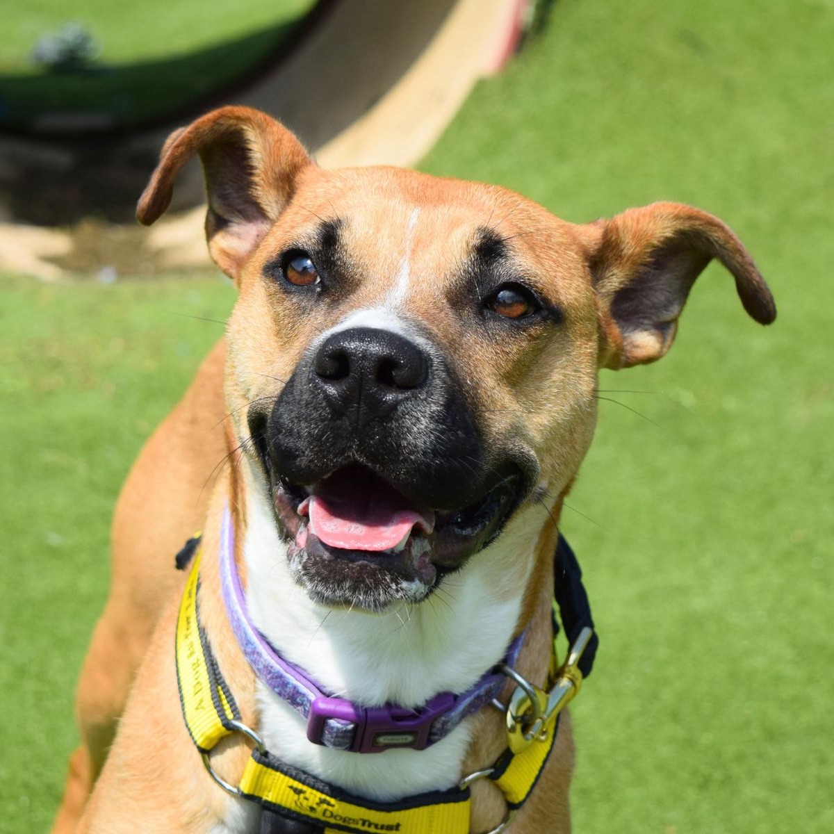 Jolene wanted to spread the Friday joy 😀😀

Who wouldn't smile seeing her wonderful smile?!

#StaffordshireBullTerrier #SBT #Adoption #rehoming #rescue #ADogIsForLife #DogsTrustWestLondon