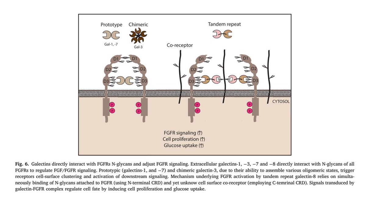 Interesting review about glycosylation of fibroblast growth factors (FGFs) and their receptors (FGFRs): N- and O-glycosylation, secretion/stability/function, intracellular trafficking, regulation of FGFRs interaction with FGFs and co-receptors. tinyurl.com/4jvmyawa #glycotime