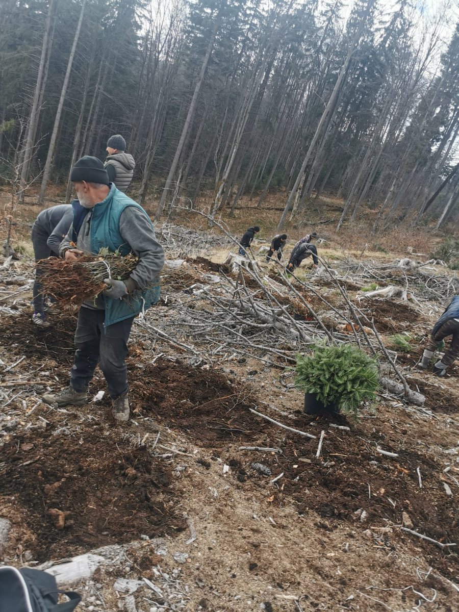 15.000 de puieți forestieri plantați și 3 hectare împădurite la Ocolul Silvic Dobra, în una din acțiunile de împăduriri din această primăvară. S-au plantat puieți forestieri de brad (Abies alba) și fag (Fagus sylvatica).
#TreePlanting #afforestation #forestry #SFM #forest