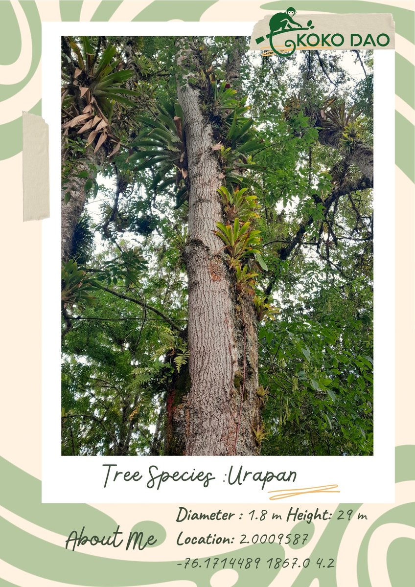 🌳 Today’s #TreeOfTheDay is the stunning Urapan! 🌳

🌿 Fun fact: The Urapan’s leaves are known to have medicinal properties used in traditional remedies 🍃

Leave some love in the comments for this Urapan🌿