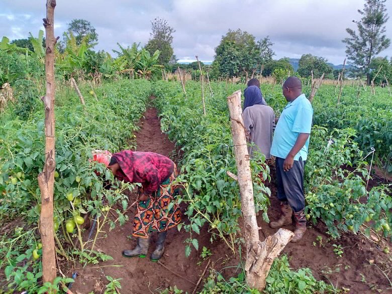 Mapinduzi Veggies group from Babati District with 20 members(12 women),focus on horticulture.With the support from NCA and partner ELCT ND,they sold tomatoes worth 6,204,000 TZS ($2,3823),reinvesting in a new water pump,expanding irrigation from ¼ to ½ acre.<a href="/NorAmbTZ/">Ambassador Tone Tinnes</a> <a href="/NorwayMFA/">Norway MFA</a>