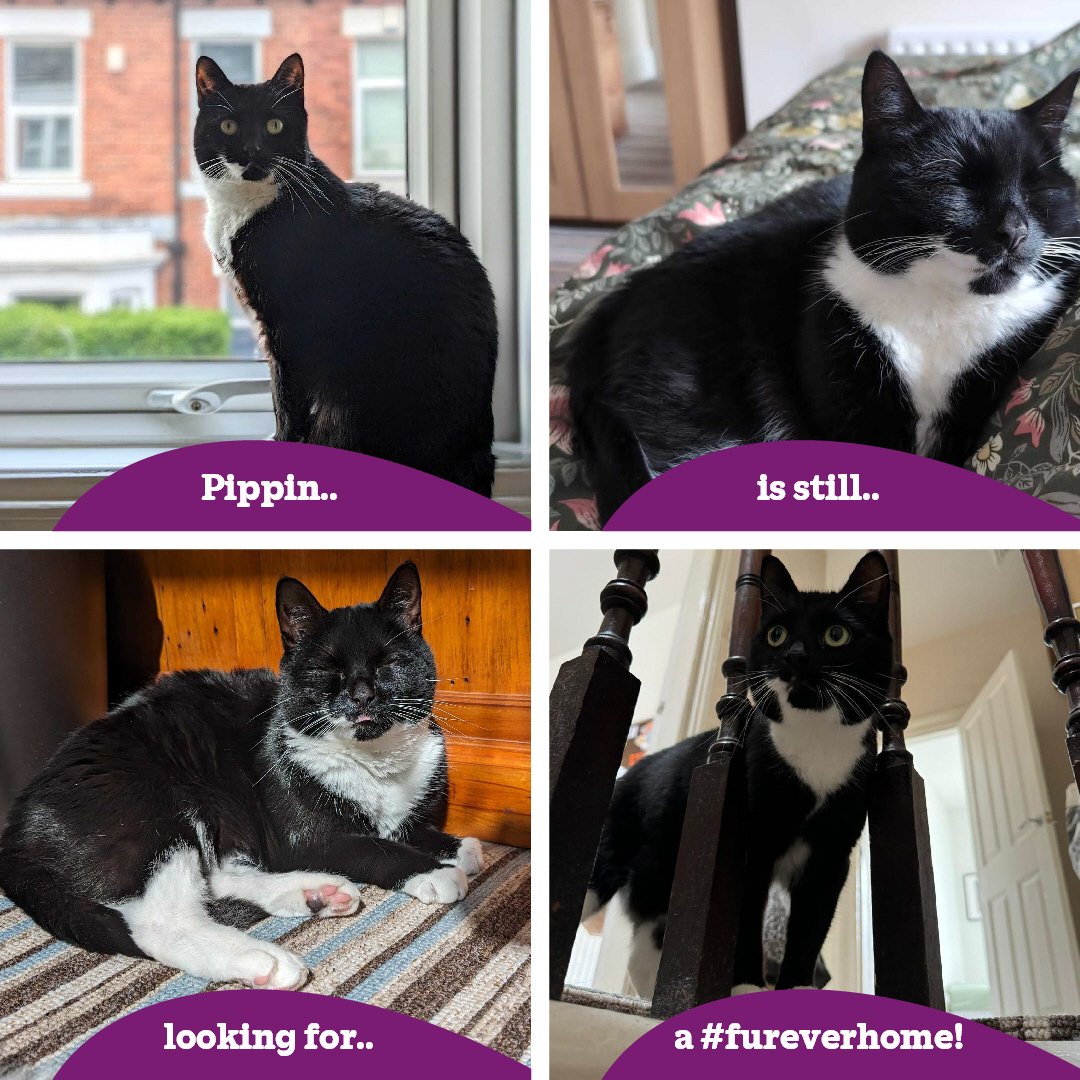 Who's ready for a Pippin mini-series? 😻❤️ Pippin was desperate to experience those sweet home comforts again, however she wasn't having much luck in her search for a #fureverfamily 😿, and so our team thought she would be best suited to a foster environment. (Part 1)