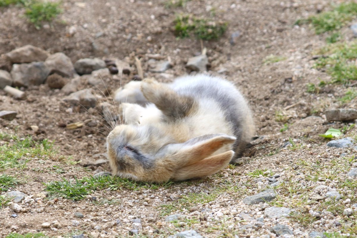 4日間に渡ってご覧いただた、大久野島推しうさ🐰ポストもこれで最後…
ラストは「ごろんした瞬間の子うさぎちゃん」❣️
転がる前に地面ほりほりしてましたっ🥹💕

皆様今週もありがとうございました✨
体調にお気を付けて良い週末を♪
また来週😊
#企業公式がお疲れ様を言い合う
#企業公式相互フォロー