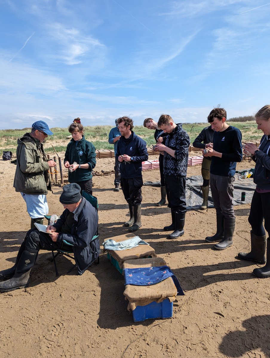A wonderful visit to Ainsdale beach to monitor waders. ~600 birds processed: mostly knot, also dunlin, sanderling, and a couple of grey and ringed plover! A superb team effort to record, study and enjoy these incredible birds! <a href="/risely_a/">Alice Risely</a> <a href="/SalfordUni/">University of Salford</a> <a href="/EERCSalford/">EERC Salford</a> <a href="/SalfordResearch/">Salford Uni Research</a>